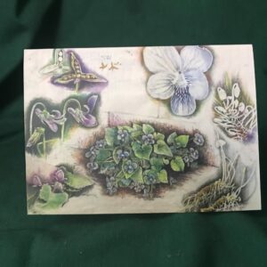 Botanical Art Card - Viola sororia